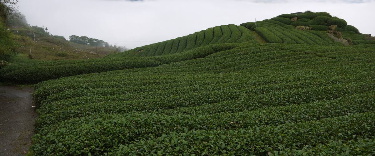 嘉義縣番路鄉 隙頂茶園