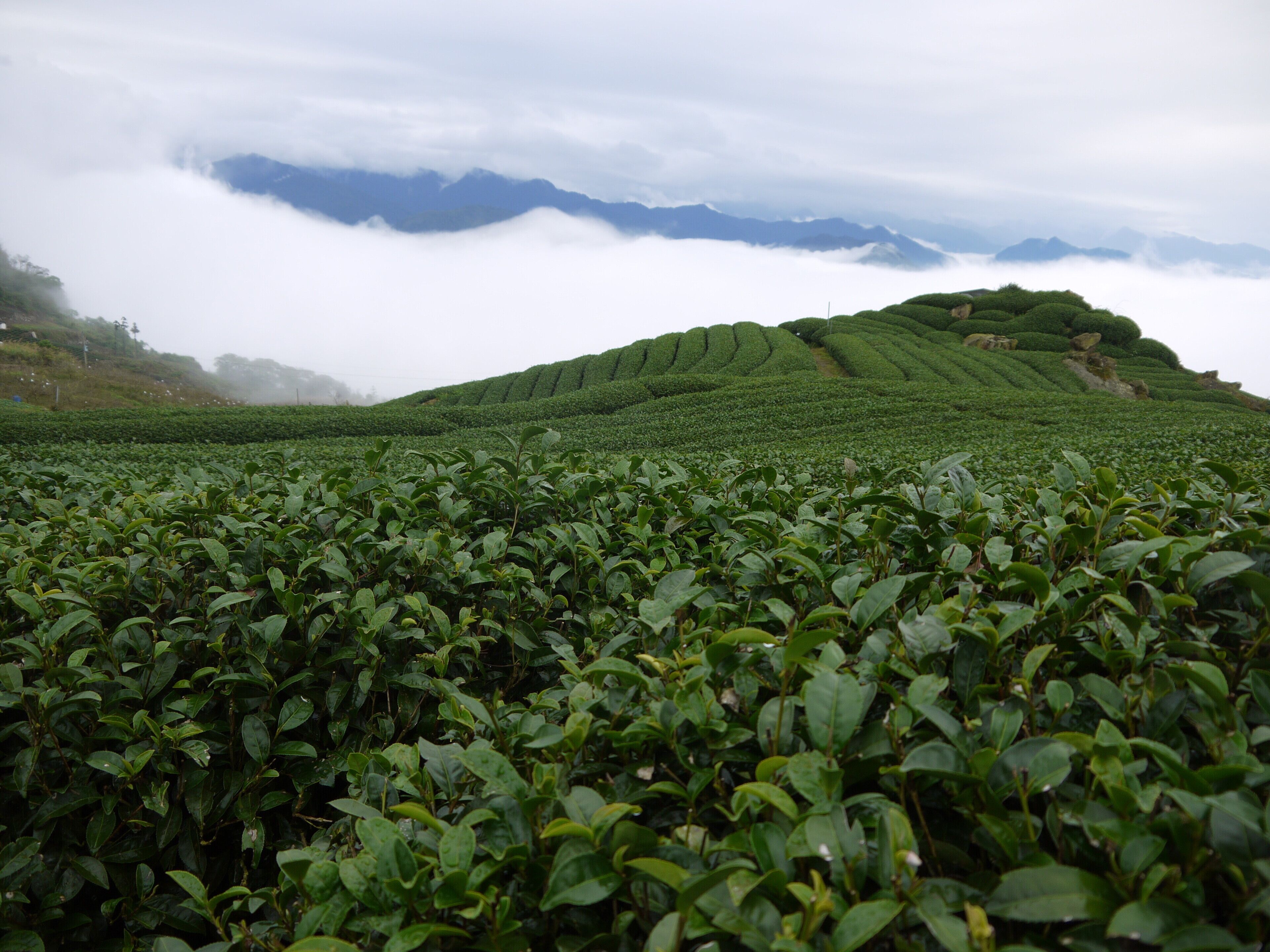 A lush tea plantation with neatly arranged rows of tea bushes and a misty mountain backdrop.