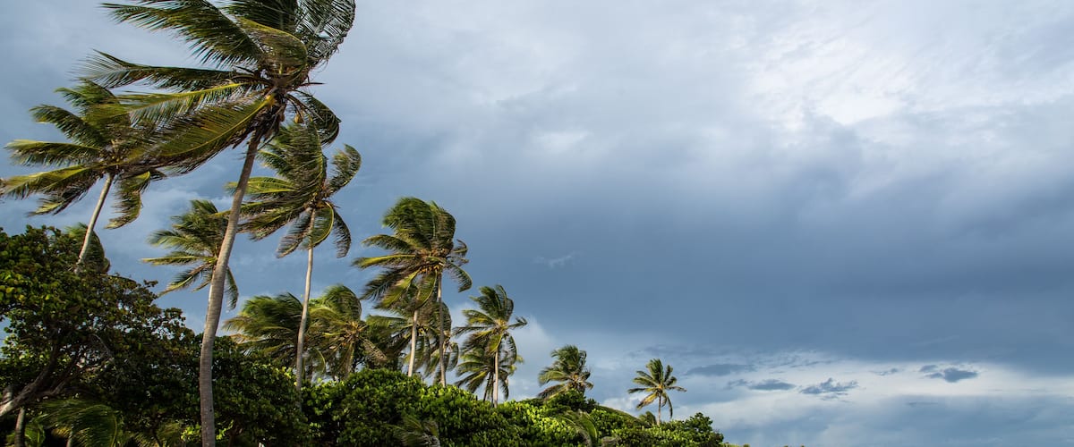 A beach with palm trees and a picnic table.
