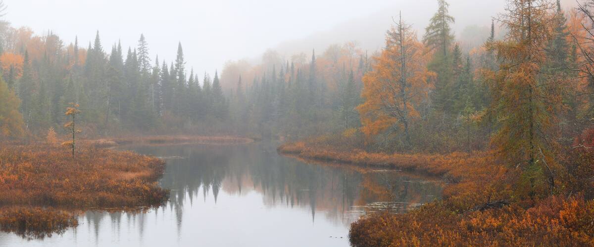 A misty forest with a calm river reflecting trees.