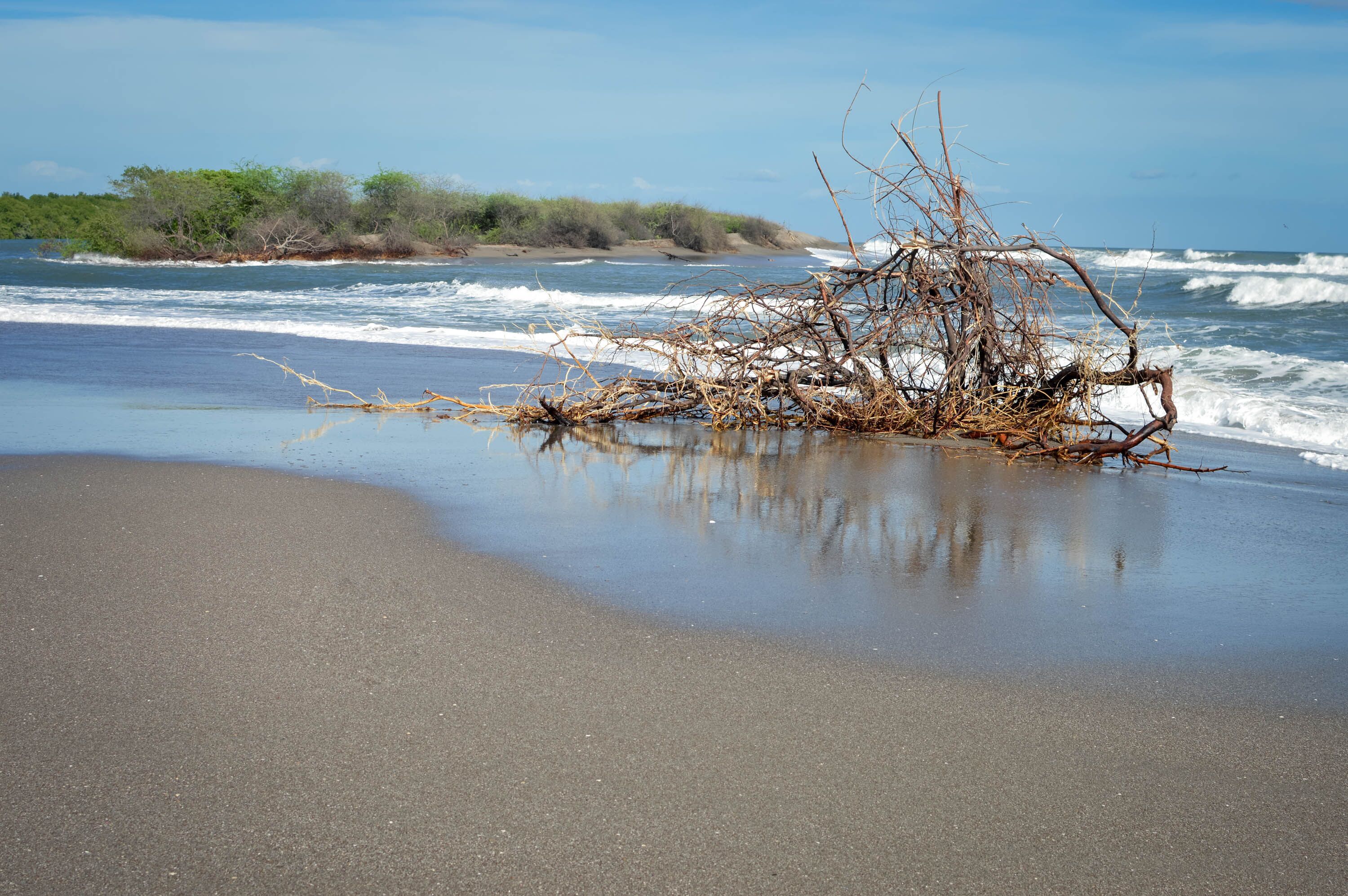 Dry tree rests on the Pacific beach of Las Penitas near Leon, Nicaragua. Central America