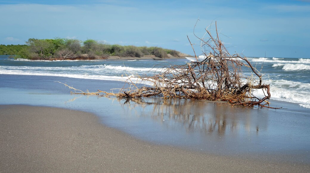Dry tree rests on the Pacific beach of Las Penitas near Leon, Nicaragua. Central America