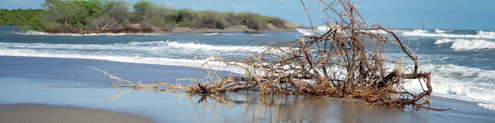 A beach with a large tangled tree trunk in the sand, waves crashing, and a clear sky.