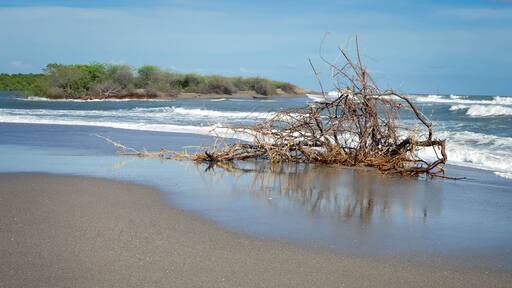 Dry tree rests on the Pacific beach of Las Penitas near Leon, Nicaragua. Central America