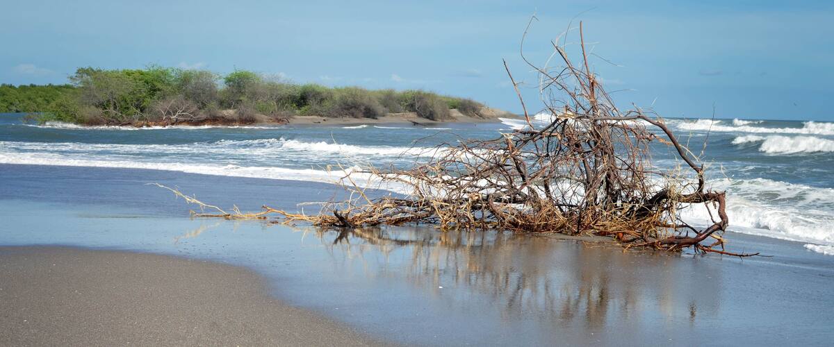 A beach with a large tangled tree trunk in the sand, waves crashing, and a clear sky.