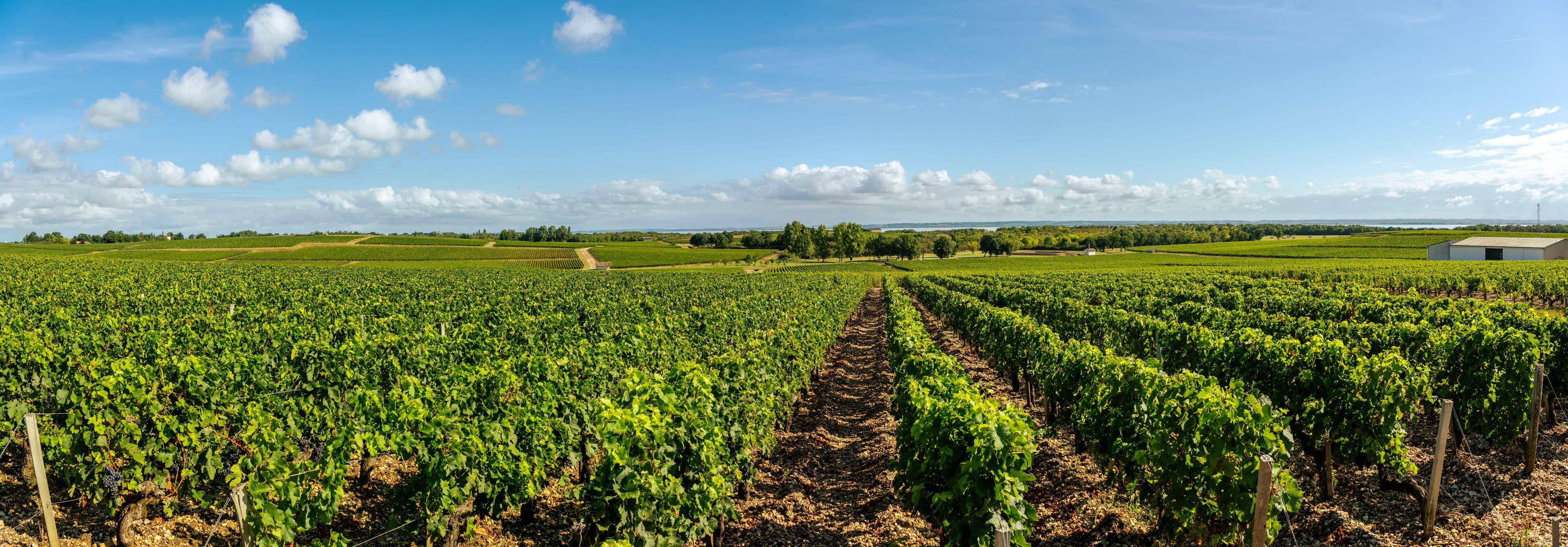 A vineyard with rows of grapevines under a clear sky.