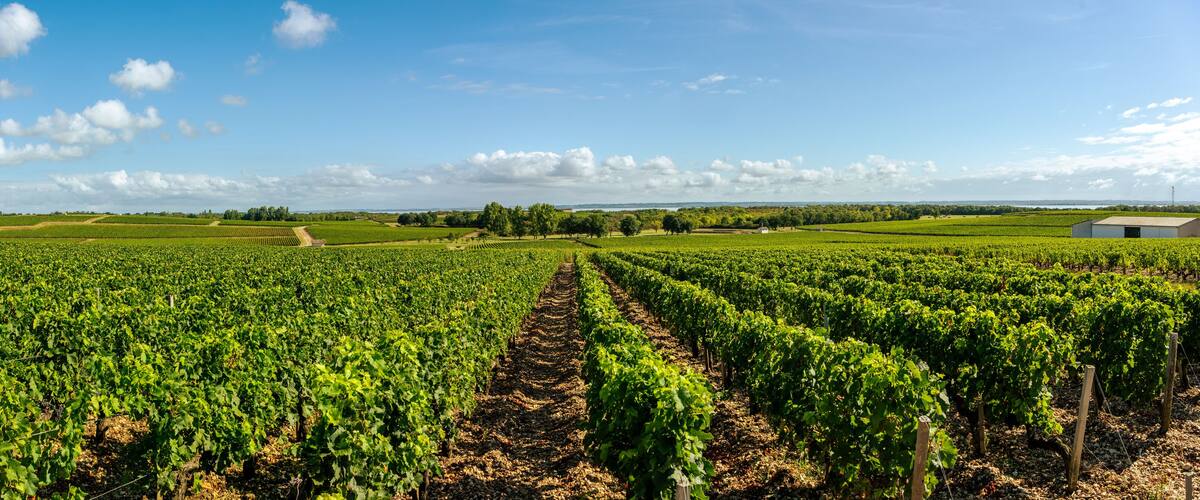 A vineyard with rows of grapevines under a clear sky.