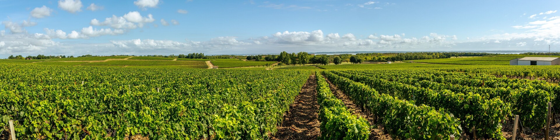 A vineyard with rows of grapevines under a clear sky.