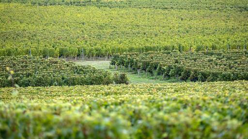 Ripe red Merlot grapes on rows of vines in a vienyard before the wine harvest in Saint Emilion region. France