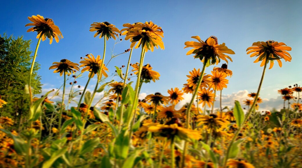 Ashy field located on North side of Holland Mi. There’s a big field fills with wild flowers all over the place. Take Barry Street go West for 2 miles, it’s on the right hand side.