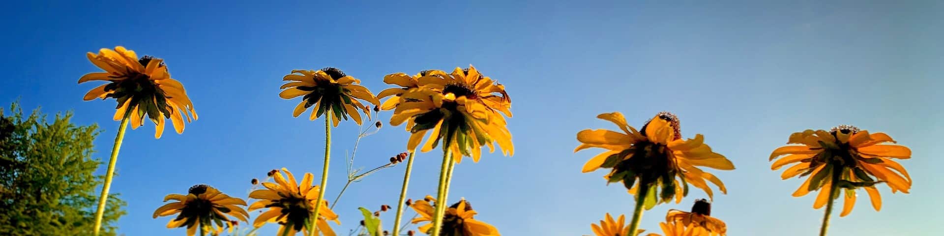 Ashy field located on North side of Holland Mi. There’s a big field fills with wild flowers all over the place. Take Barry Street go West for 2 miles, it’s on the right hand side.
