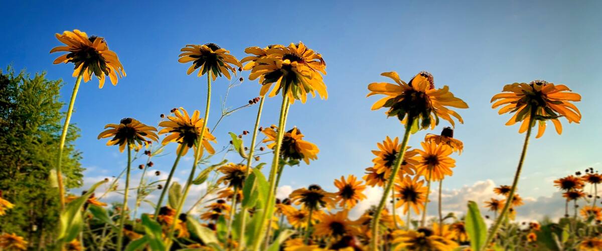 A field of yellow flowers with a clear blue sky in the background.