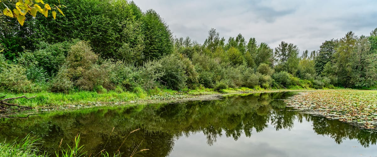 A calm river with reflections of trees and a clear sky.