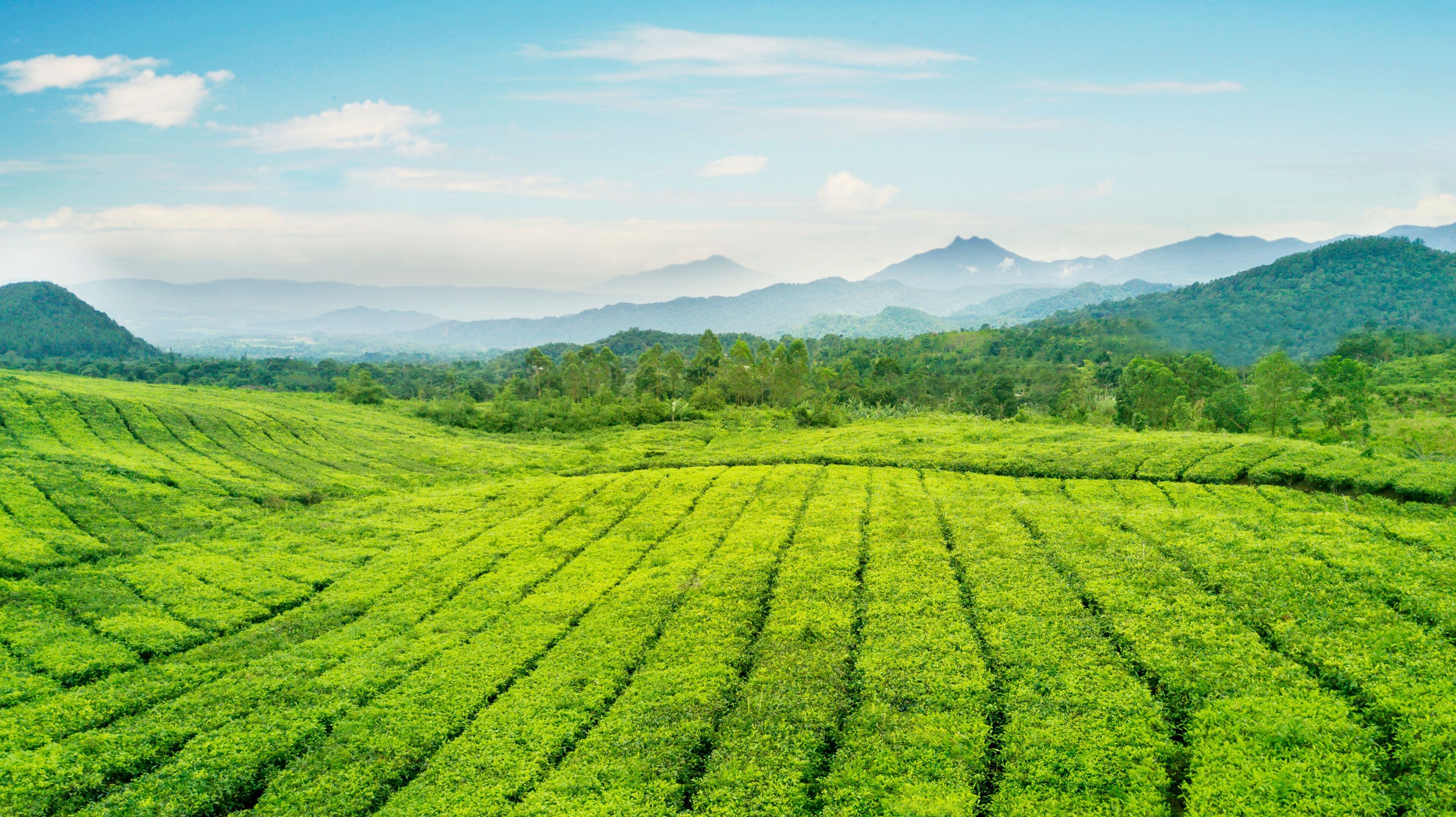 Beautiful tea plantation at morning misty