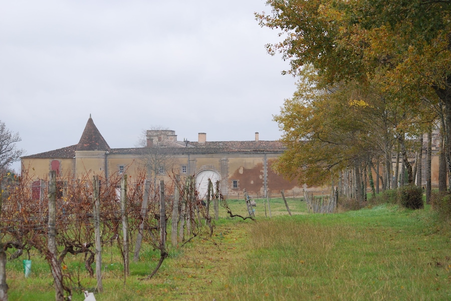 Ein Weinberg mit Rebenreihen und ein Gebäude mit Kegeldach im Hintergrund.