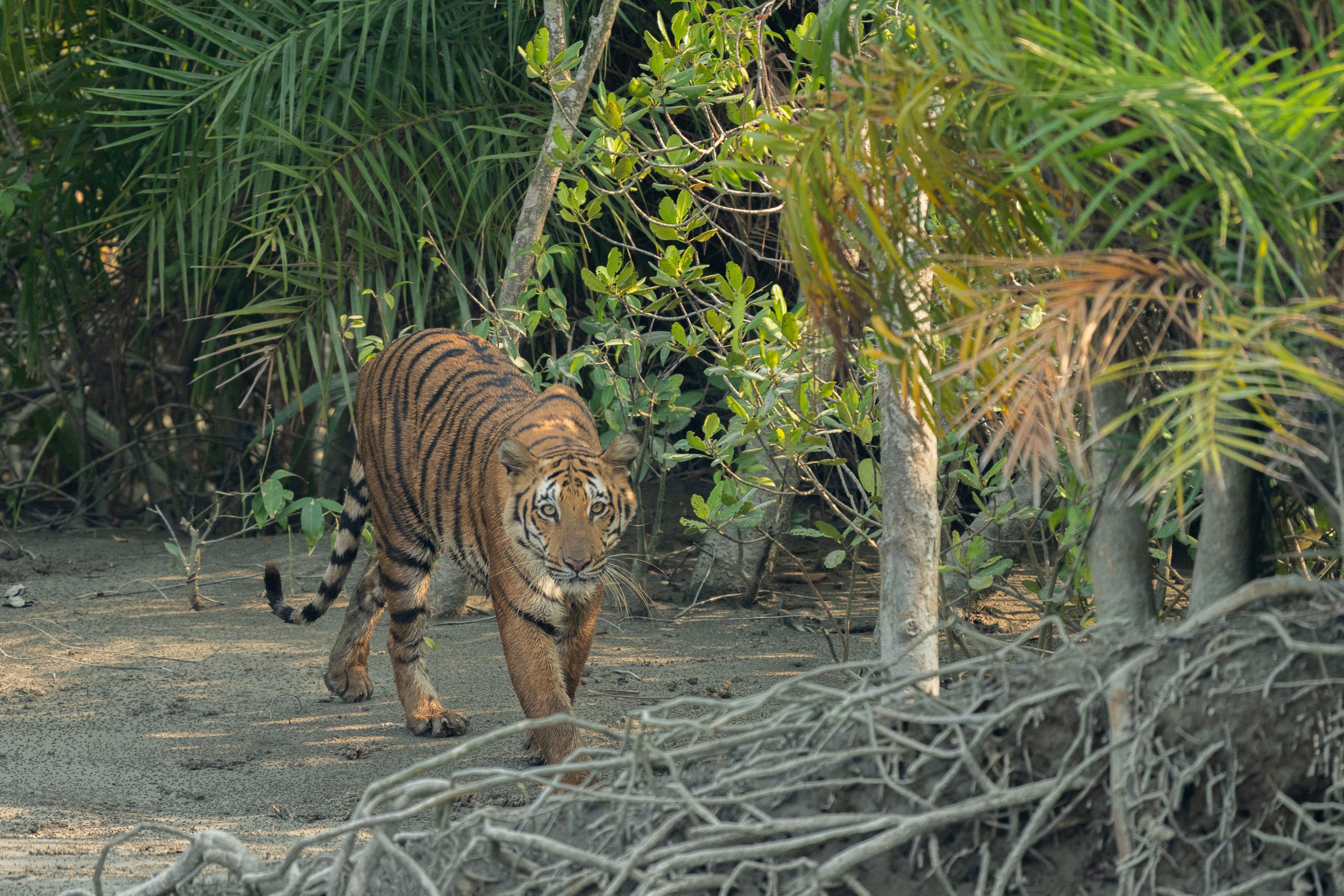 Ein Tiger geht durch ein bewaldetes Gebiet mit dichtem Blätterwerk und Bäumen.
