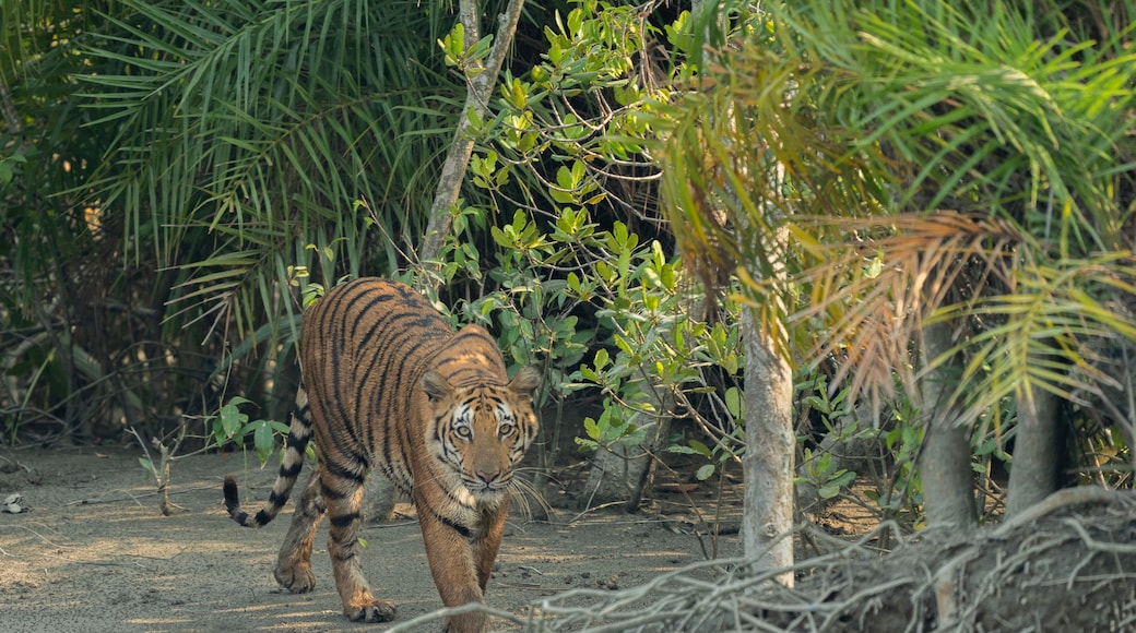 Ein Tiger geht durch ein bewaldetes Gebiet mit dichtem Blätterwerk und Bäumen.