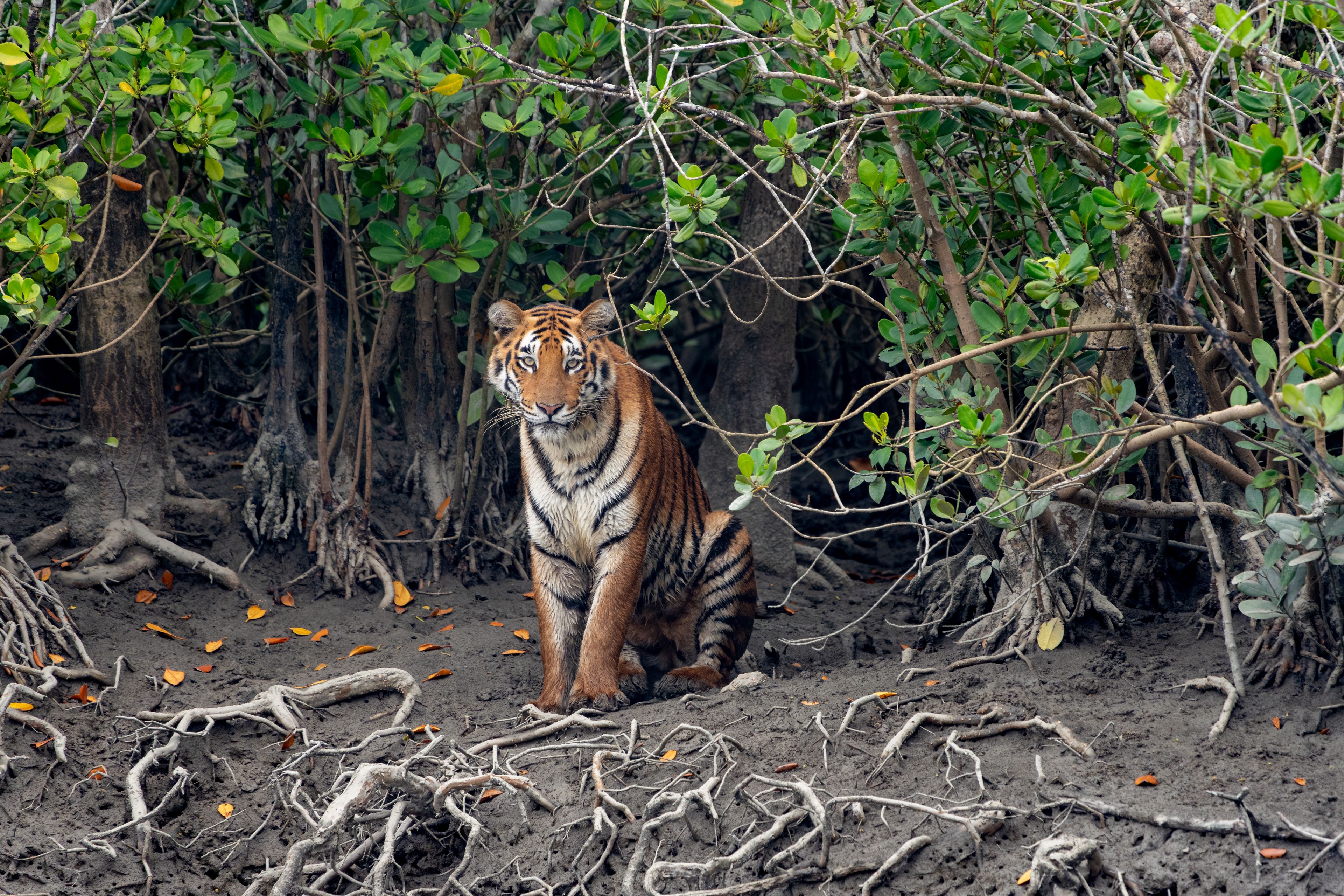 The Bengal tiger from mangroves of Sundarbans.