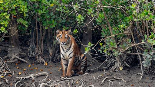 The Bengal tiger from mangroves of Sundarbans.