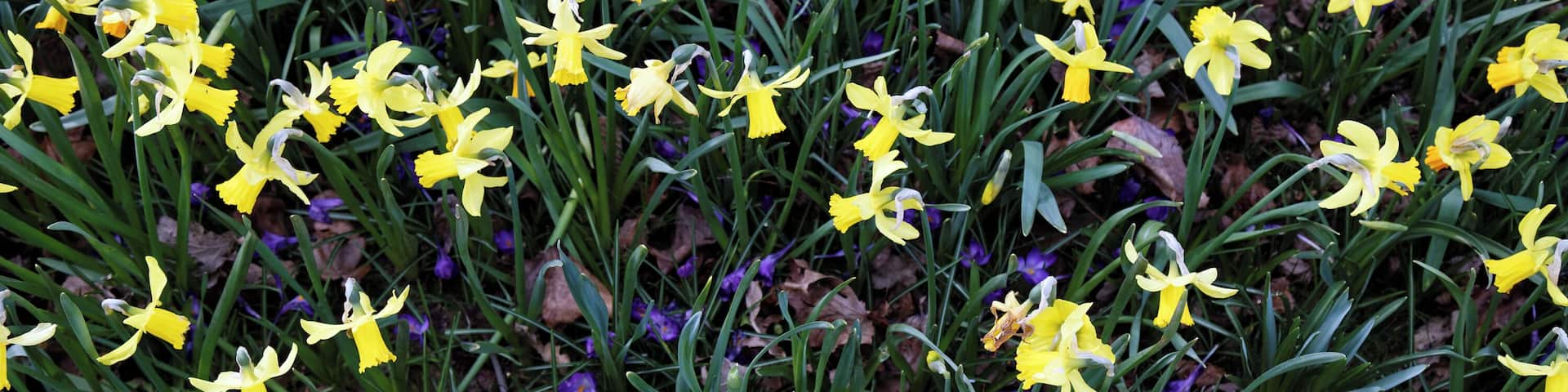 Daffodils and crocuses in The Chigwell Meadow on Grange Farm Lane in Chigwell, Essex, England. The Meadow is to the east of the 160 acre Roding Valley Meadows, a local nature reserve water meadow. Camera: Canon EOS 6D with Canon EF 24-105mm F4L IS USM lens. Software: large RAW file lens-corrected, optimized and downsized with DxO OpticsPro 10 Elite, Viewpoint 2, and Adobe Photoshop CS2.