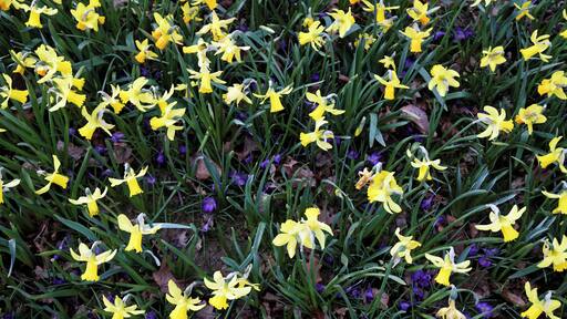Daffodils and crocuses in The Chigwell Meadow on Grange Farm Lane in Chigwell, Essex, England. The Meadow is to the east of the 160 acre Roding Valley Meadows, a local nature reserve water meadow. Camera: Canon EOS 6D with Canon EF 24-105mm F4L IS USM lens. Software: large RAW file lens-corrected, optimized and downsized with DxO OpticsPro 10 Elite, Viewpoint 2, and Adobe Photoshop CS2.