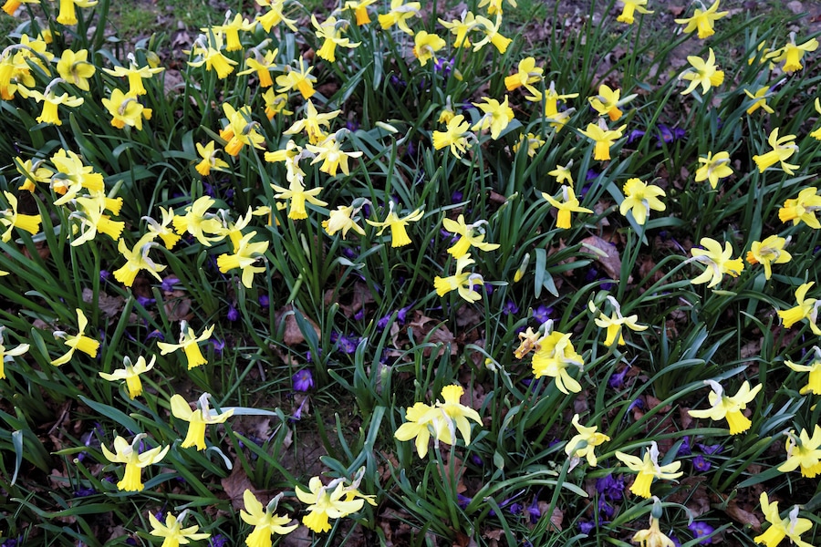 Daffodils and crocuses in The Chigwell Meadow on Grange Farm Lane in Chigwell, Essex, England. The Meadow is to the east of the 160 acre Roding Valley Meadows, a local nature reserve water meadow. Camera: Canon EOS 6D with Canon EF 24-105mm F4L IS USM lens. Software: large RAW file lens-corrected, optimized and downsized with DxO OpticsPro 10 Elite, Viewpoint 2, and Adobe Photoshop CS2.