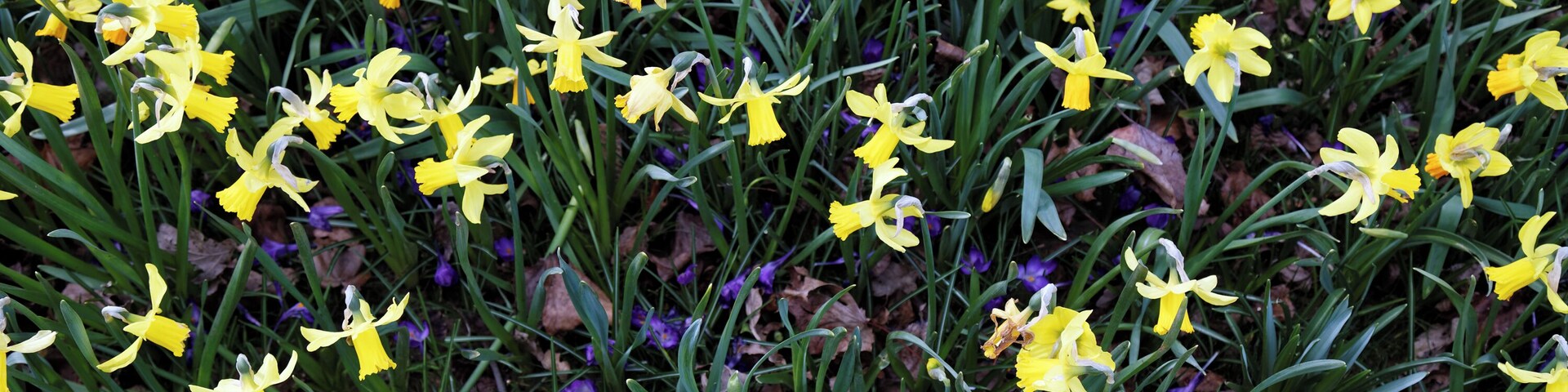 Daffodils and crocuses in The Chigwell Meadow on Grange Farm Lane in Chigwell, Essex, England. The Meadow is to the east of the 160 acre Roding Valley Meadows, a local nature reserve water meadow. Camera: Canon EOS 6D with Canon EF 24-105mm F4L IS USM lens. Software: large RAW file lens-corrected, optimized and downsized with DxO OpticsPro 10 Elite, Viewpoint 2, and Adobe Photoshop CS2.