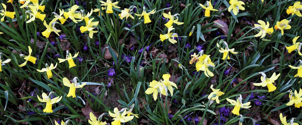 A field of yellow daffodils with green foliage and some purple flowers.