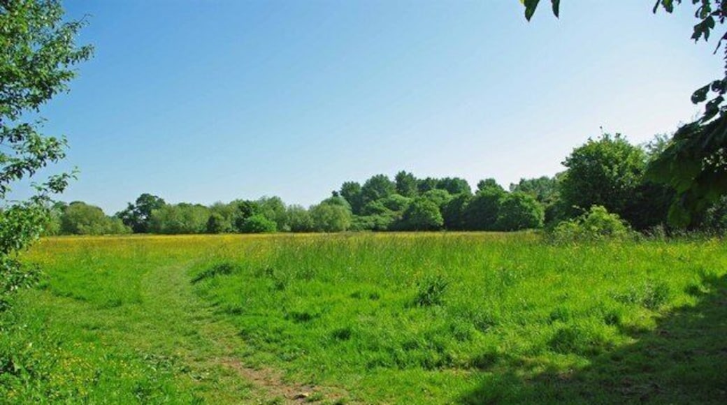 Hay Meadow. This meadow in 1319931 is traditionally managed by Essex Wildlife Trust. To learn more about the reserve go to http://www.essexwt.org.uk/visitor_centres__nature_reserves/roding_valley_meadows/