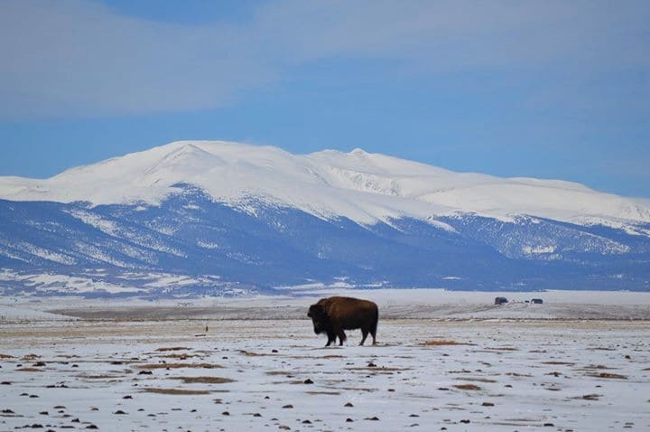 Where the buffalo roam. 