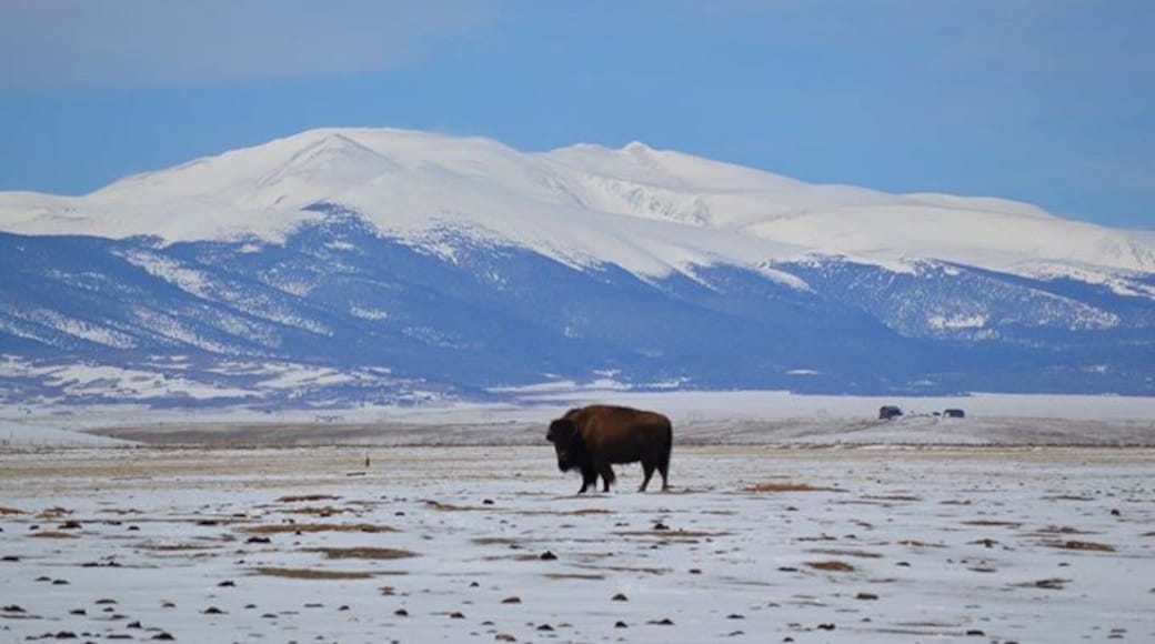 Where the buffalo roam.