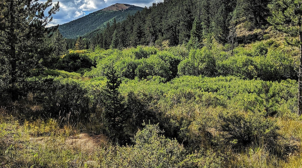 Backpacking in the Buffalo Peaks Wilderness area was the perfect way to spend Labor Day weekend
#adventure