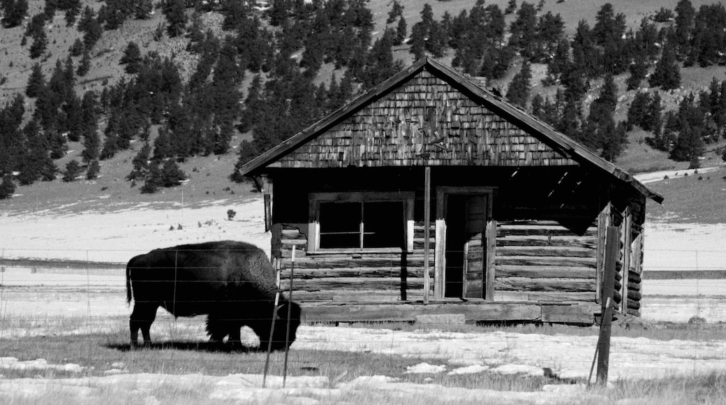 Remnants of an abandoned cattle ranch on CO 24 near Hartsel, CO.