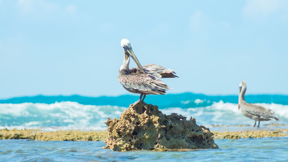 Pelican laying on a rock, Treasure Beach, Jamaica. Selective focus