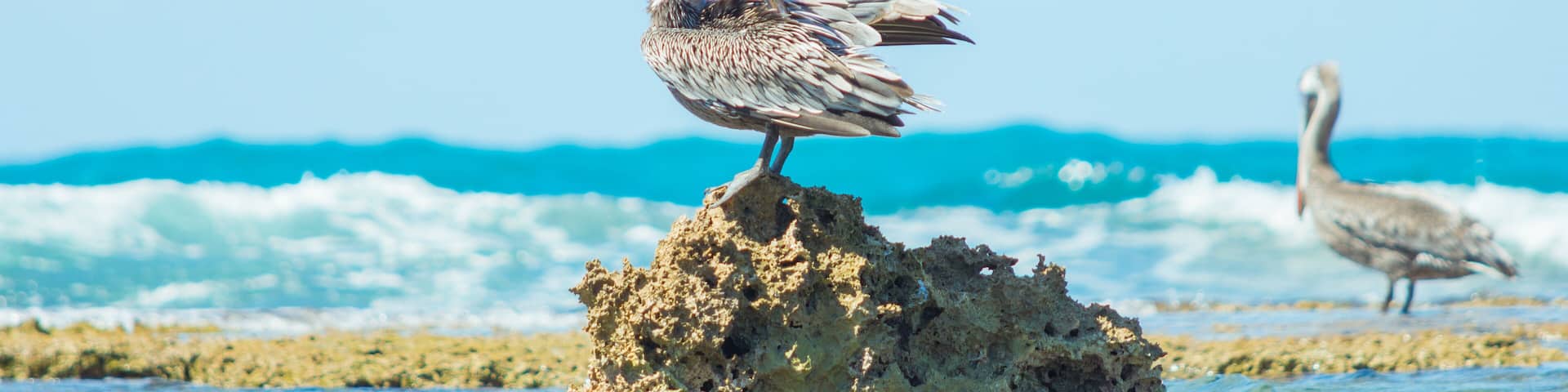 Pelican laying on a rock, Treasure Beach, Jamaica. Selective focus