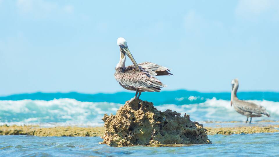 A pelican standing on a rock in the ocean.