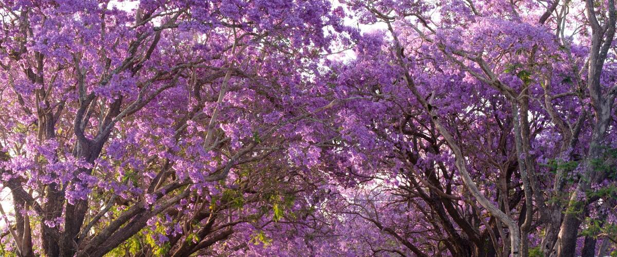 Rua arborizada com cerejeiras em flor.
