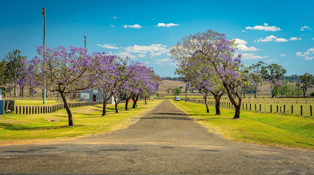 Blossoming jacaranda trees in South Grafton, NSW, Australia