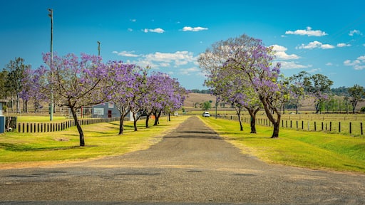 Blossoming jacaranda trees in South Grafton, NSW, Australia