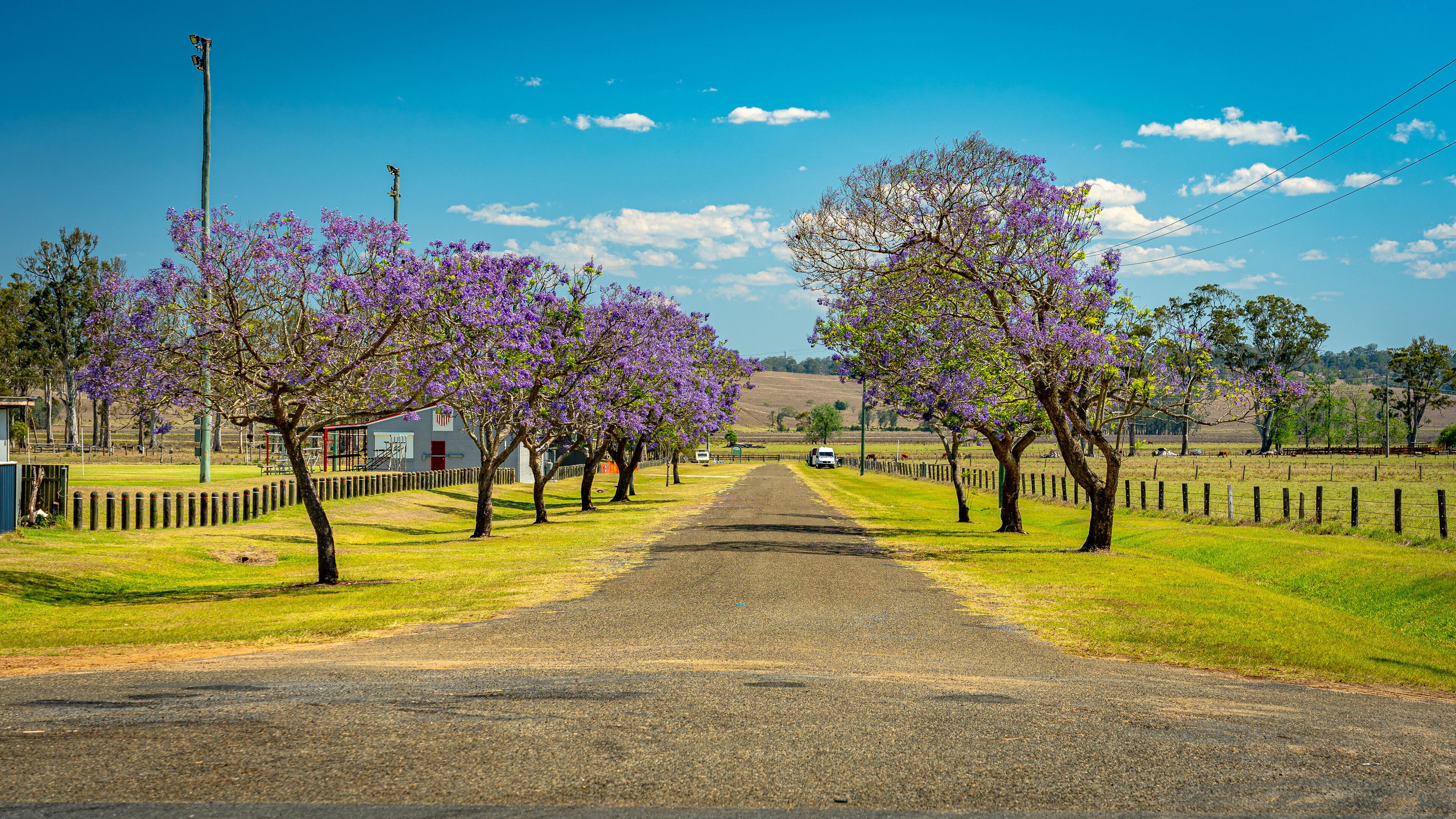 A rural road flanked by purple flowering trees, a fence, and a building in the distance.