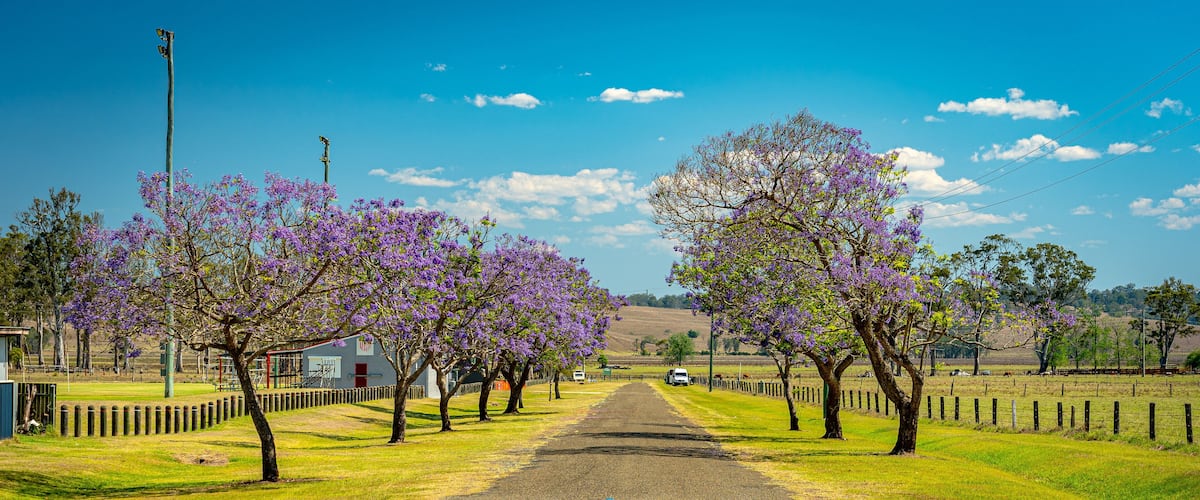A rural road flanked by purple flowering trees, a fence, and a building in the distance.