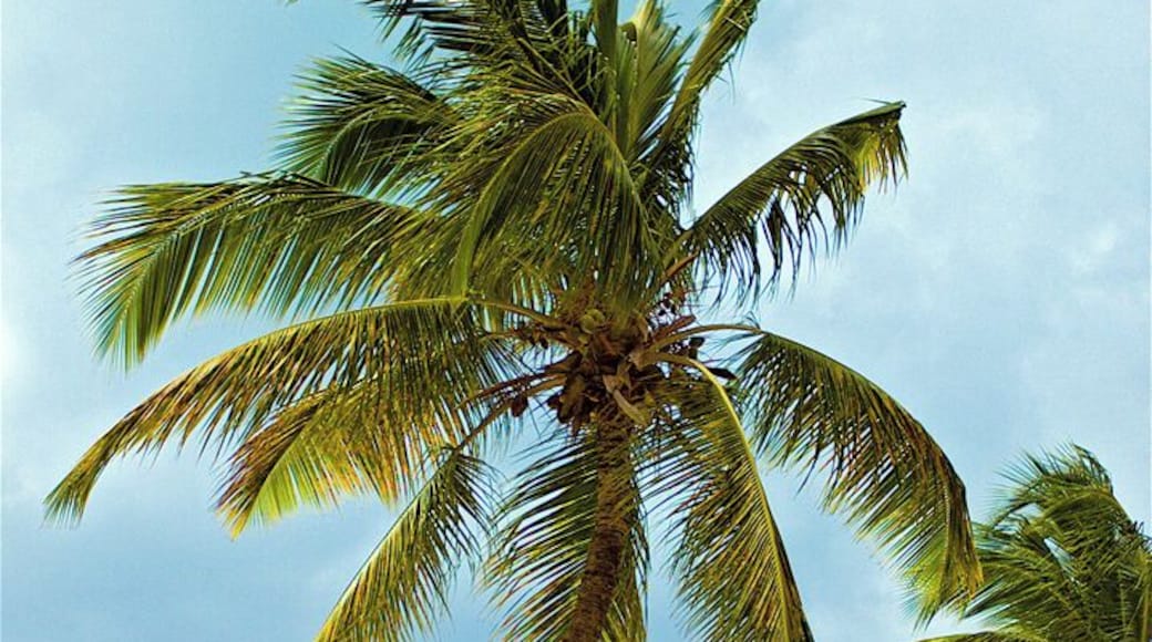 Beautiful beach "Jolly Beach", located at Jolly Harbor, Antigua, Caribbean. The water really is that blue!
