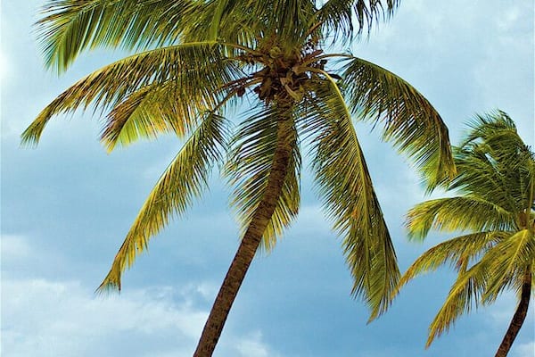 Beautiful beach "Jolly Beach", located at Jolly Harbor, Antigua, Caribbean. The water really is that blue!