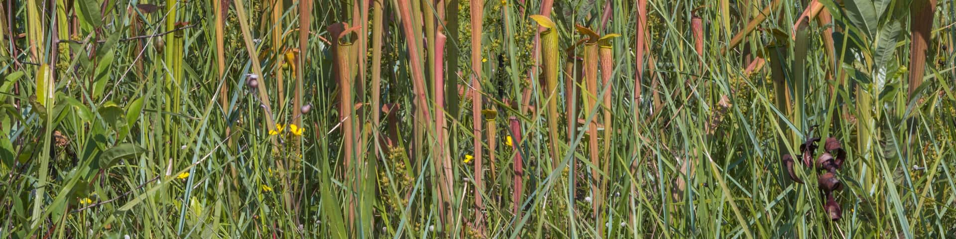 Sarracenia alata im Stone County, Mississippi