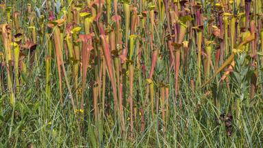 Sarracenia alata im Stone County, Mississippi