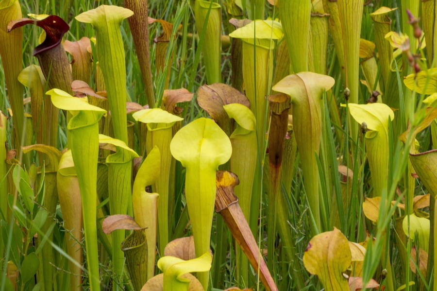 Sarracenia alata im Stone County, Mississippi