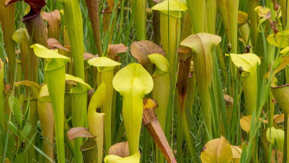A dense cluster of green pitcher plants with yellow flowers and brownish leaves.