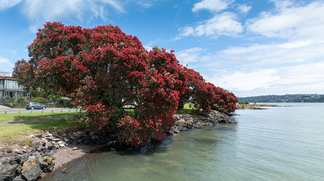 Pohutukawa trees in flower along the Manukau Harbour, Mangere, Auckland, New Zealand