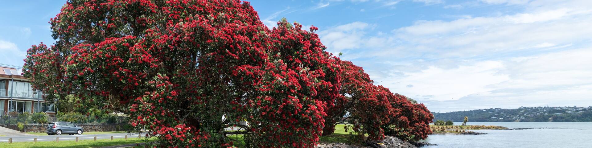 Pohutukawa trees in flower along the Manukau Harbour, Mangere, Auckland, New Zealand