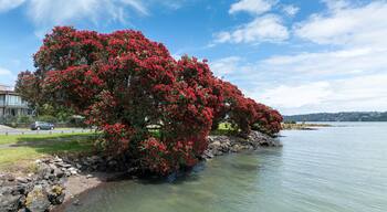 Pohutukawa trees in flower along the Manukau Harbour, Mangere, Auckland, New Zealand